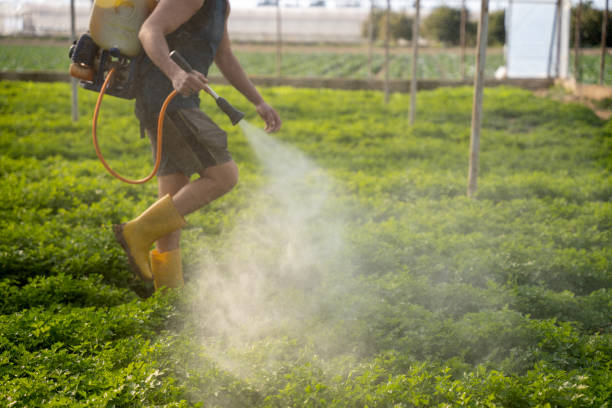Best Pest Removal Services  in Crane, TX