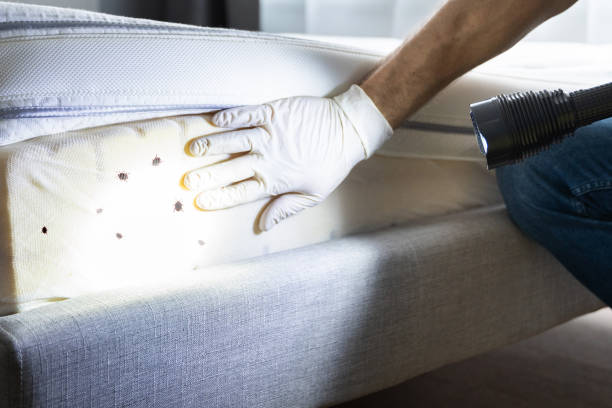 Best Pest Prevention Services  in Crane, TX