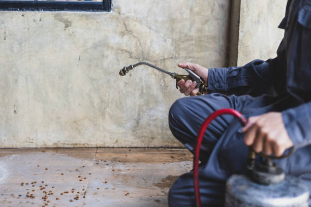Best Wasp Removal Services  in Crane, TX